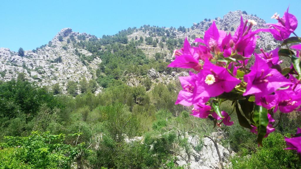 Agroturismo Balitx D'Avall Affittacamere Fornalutx Esterno foto