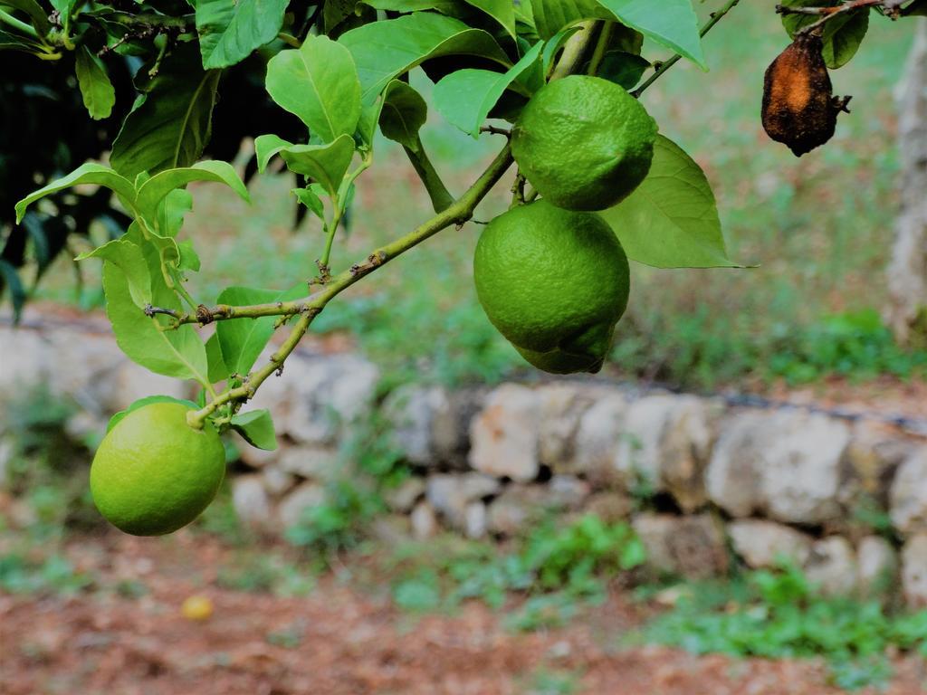 Agroturismo Balitx D'Avall Affittacamere Fornalutx Esterno foto